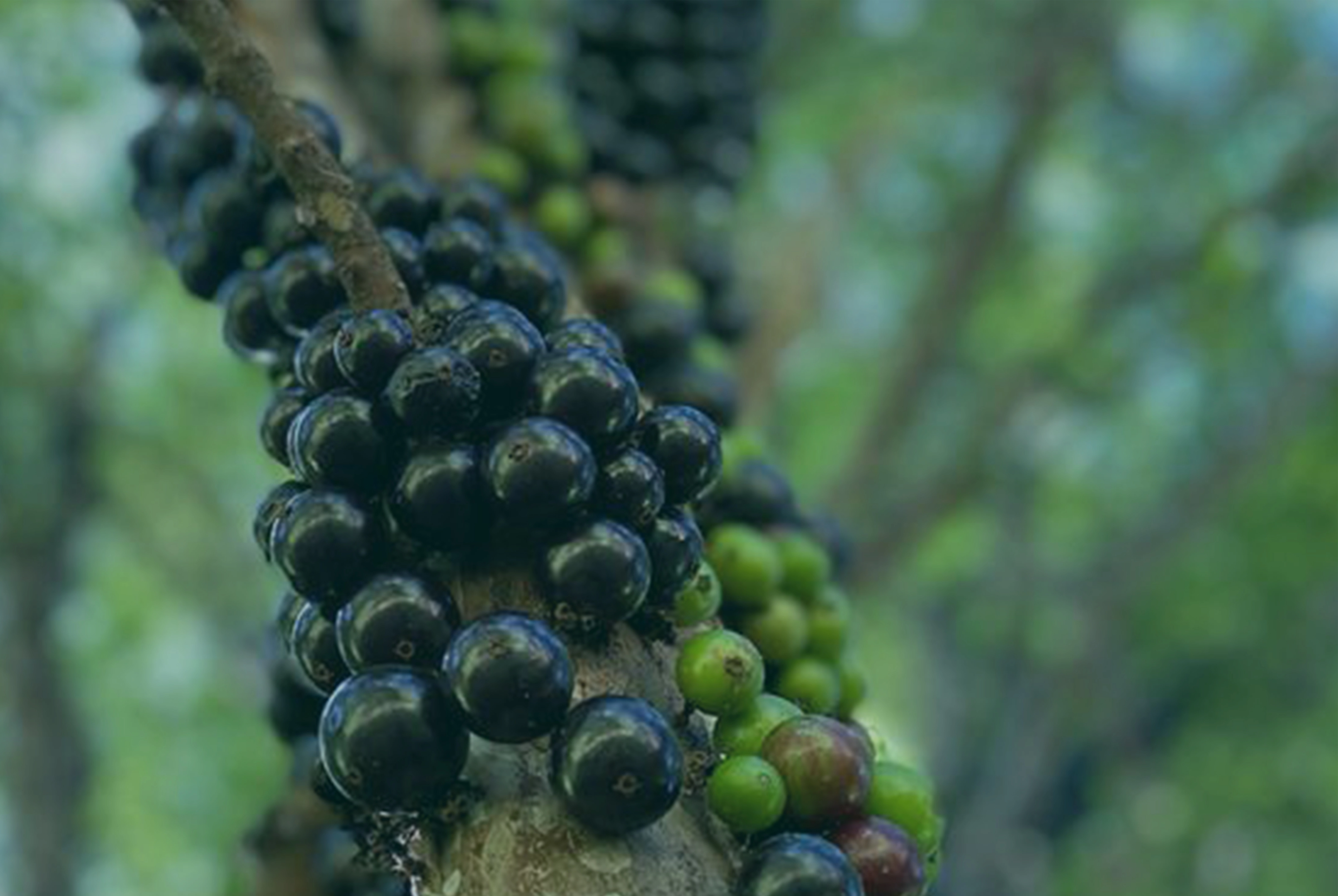 Jabuticabeira Clinica Awada